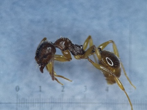  ( - RVcoll12L328a1)  @11 [ ] Copyright (2021) Mattia Menchetti, Institute of Evolutionary Biology Institut de Biologia Evolutiva (CSIC-UPF), Butterfly Diversity and Evolution Lab