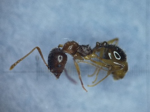  ( - RVcoll12L426a1)  @11 [ ] Copyright (2021) Mattia Menchetti, Institute of Evolutionary Biology Institut de Biologia Evolutiva (CSIC-UPF), Butterfly Diversity and Evolution Lab