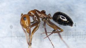  ( - RVcoll17S463a1)  @11 [ ] CC BY-NC-SA 3.0 (2022) Mattia Menchetti, Institute of Evolutionary Biology Institut de Biologia Evolutiva (CSIC-UPF), Butterfly Diversity and Evolution Lab