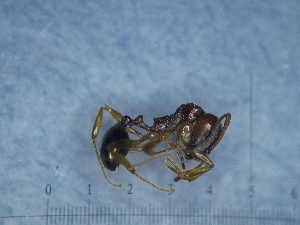  ( - RVcoll17S466c1)  @11 [ ] Copyright (2021) Mattia Menchetti, Institute of Evolutionary Biology Institut de Biologia Evolutiva (CSIC-UPF), Butterfly Diversity and Evolution Lab