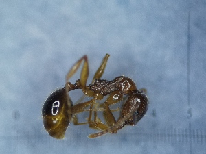  ( - RVcoll17S499c1)  @11 [ ] Copyright (2021) Mattia Menchetti, Institute of Evolutionary Biology Institut de Biologia Evolutiva (CSIC-UPF), Butterfly Diversity and Evolution Lab