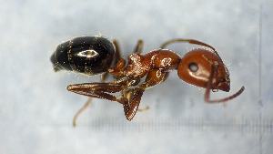  ( - RVcoll18M341a1)  @11 [ ] CC BY-NC-SA 3.0 (2022) Mattia Menchetti, Institute of Evolutionary Biology Institut de Biologia Evolutiva (CSIC-UPF), Butterfly Diversity and Evolution Lab