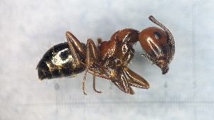  ( - RVcoll20C034b1)  @11 [ ] CC BY-NC-SA 3.0 (2022) Mattia Menchetti, Institute of Evolutionary Biology Institut de Biologia Evolutiva (CSIC-UPF), Butterfly Diversity and Evolution Lab