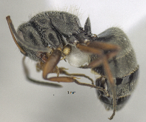  (Camponotus brasiliensis - MACN-bar-ins-ct 06454)  @13 [ ] Copyright (2016) MACN Museo Argentino de Ciencias Naturales "Bernardino Rivadavia"