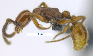  (Neivamyrmex dorbignii - MACN-Bar-Ins-ct 07111)  @11 [ ] Copyright (2016) MACN Museo Argentino de Ciencias Naturales "Bernardino Rivadavia"