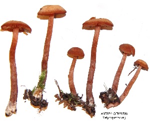  ( - ANT024-QFB28596)  @11 [ ] Copyright (2015) Jacques Landry Mycoquebec