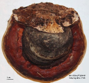  ( - ANT058-QFB28647)  @11 [ ] Copyright (2015) Jacques Landry Mycoquebec