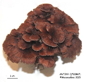  ( - ANT069-QFB28671)  @11 [ ] Copyright (2015) Jacques Landry Mycoquebec