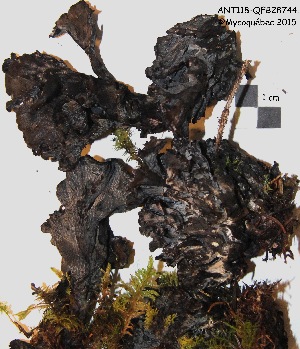  (Polyozellus atrolazulinus - ANT118-QFB28744)  @11 [ ] Copyright (2015) Jacques Landry Mycoquebec