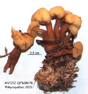  ( - ANT212-QFB28678)  @11 [ ] Copyright (2015) Jacques Landry Mycoquebec