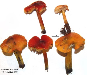  (Hygrocybe aff. conica - ANT214-QFB28683)  @11 [ ] Copyright (2015) Jacques Landry Mycoquebec