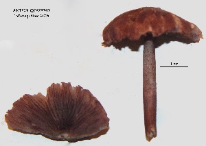  (Mycena aff. pelianthina - ANT239-QFB28740)  @11 [ ] Copyright (2015) Jacques Landry Mycoquebec