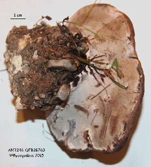  ( - ANT246-QFB28760)  @11 [ ] Copyright (2015) Jacques Landry Mycoquebec