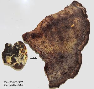  ( - ANT292-QFB28815)  @11 [ ] Copyright (2015) Jacques Landry Mycoquebec