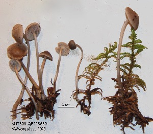  (Mycena tenax - ANT300-QFB28830)  @11 [ ] Copyright (2015) Jacques Landry Mycoquebec