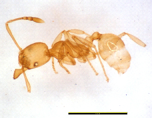  (Pheidole sp. M - ww16003)  @13 [ ] CreativeCommons - Attribution Non-Commercial Share-Alike (2012) Holger Loecker Orange Agricultural Institute, NSW DPI