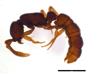  (Sphinctomyrmex steinheili - ww16075)  @14 [ ] CreativeCommons - Attribution Non-Commercial Share-Alike (2012) Holger Loecker Orange Agricultural Institute, NSW DPI