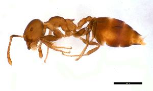  (Crematogaster sp. C - ww16087)  @14 [ ] CreativeCommons - Attribution Non-Commercial Share-Alike (2012) Holger Loecker Orange Agricultural Institute, NSW DPI