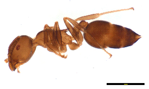  (Crematogaster sp. A - ww16114)  @14 [ ] CreativeCommons - Attribution Non-Commercial Share-Alike (2012) Holger Loecker Orange Agricultural Institute, NSW DPI
