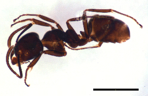  (Anonychomyrma sp. B - ww16154)  @14 [ ] CreativeCommons - Attribution Non-Commercial Share-Alike (2012) Holger Loecker Orange Agricultural Institute, NSW DPI