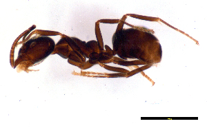  (Anonychomyrma sp. A - ww16157)  @14 [ ] CreativeCommons - Attribution Non-Commercial Share-Alike (2012) Holger Loecker Orange Agricultural Institute, NSW DPI