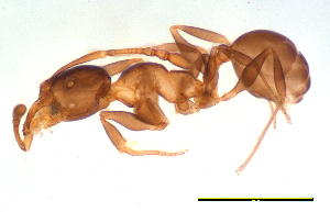 (Pheidole sp. Y - ww16177)  @13 [ ] CreativeCommons - Attribution Non-Commercial Share-Alike (2012) Holger Loecker Orange Agricultural Institute, NSW DPI