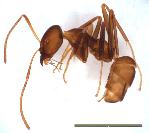  (Iridomyrmex gracilis - ww16184)  @13 [ ] CreativeCommons - Attribution Non-Commercial Share-Alike (2012) Holger Loecker Orange Agricultural Institute, NSW DPI
