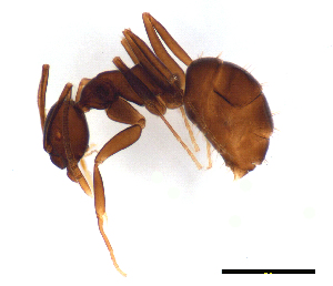  (Prolasius sp. C - ww16191)  @14 [ ] CreativeCommons - Attribution Non-Commercial Share-Alike (2012) Holger Loecker Orange Agricultural Institute, NSW DPI