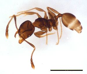  (Pheidole sp. C - ww16206)  @14 [ ] CreativeCommons - Attribution Non-Commercial Share-Alike (2012) Holger Loecker Orange Agricultural Institute, NSW DPI