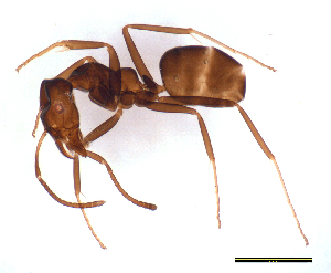  (Iridomyrmex sp. A - ww16221)  @15 [ ] CreativeCommons - Attribution Non-Commercial Share-Alike (2012) Holger Loecker Orange Agricultural Institute, NSW DPI