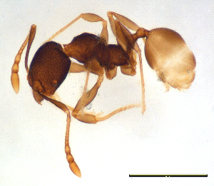  (Pheidole sp. G - ww16231)  @13 [ ] CreativeCommons - Attribution Non-Commercial Share-Alike (2012) Holger Loecker Orange Agricultural Institute, NSW DPI