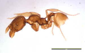  (Pheidole sp. AM - ww16261)  @11 [ ] CreativeCommons - Attribution Non-Commercial Share-Alike (2012) Holger Loecker Orange Agricultural Institute, NSW DPI