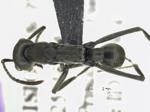  ( - MACN-bar-ins-ct 07061)  @12 [ ] Copyright (2018) Pablo L Tubaro Museo Argentino de Ciencias Naturales, Bernardino Rivadavia