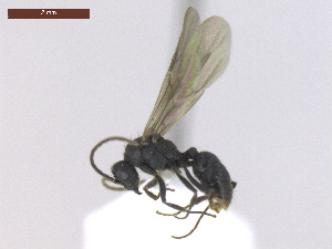  ( - MACN-Bar-Ins-ct 02914)  @11 [ ] Copyright (2013) MACN Museo Argentino de Ciencias Naturales "Bernardino Rivadavia"