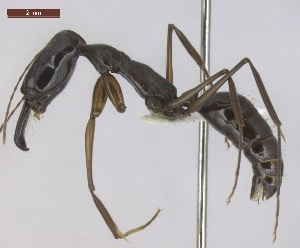  ( - T6P52008PNID10)  @14 [ ] Copyright (2013) MACN Museo Argentino de Ciencias Naturales "Bernardino Rivadavia"
