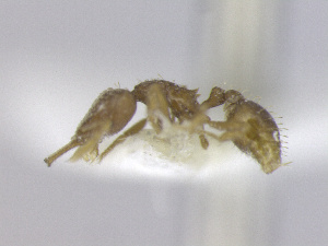  ( - T1W32008PNID11)  @11 [ ] Copyright (2013) MACN Museo Argentino de Ciencias Naturales "Bernardino Rivadavia"