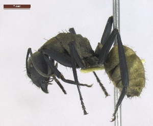  (Camponotus sericeiventris - T2P42008PNIF04)  @15 [ ] Copyright (2013) MACN Museo Argentino de Ciencias Naturales "Bernardino Rivadavia"