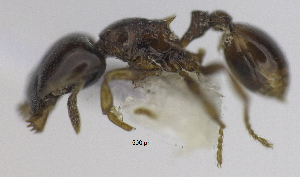  (Strumigenys appretiata - MACN-bar-ins-ct 06914)  @11 [ ] Copyright (2015) MACN Museo Argentino de Ciencias Naturales "Bernardino Rivadavia"