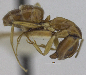  (Camponotus punctulatus - MACN-bar-ins-ct 06960)  @11 [ ] Copyright (2015) MACN Museo Argentino de Ciencias Naturales "Bernardino Rivadavia"
