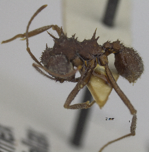  ( - MACN-bar-ins-ct 06961)  @11 [ ] Copyright (2015) MACN Museo Argentino de Ciencias Naturales "Bernardino Rivadavia"