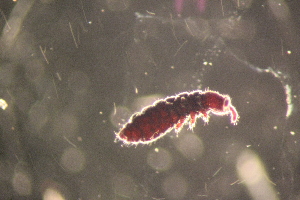  ( - ANTSP382)  @13 [ ] Copyright (2014) Unspecified University of Waikato