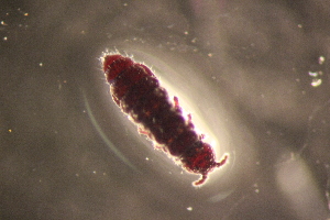  ( - ANTSP385)  @13 [ ] Copyright (2014) Unspecified University of Waikato