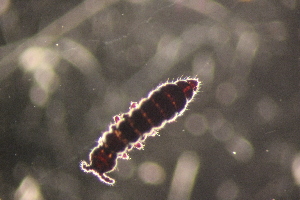  ( - ANTSP389)  @13 [ ] Copyright (2014) Unspecified University of Waikato