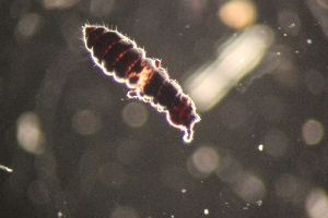  ( - ANTSP401)  @13 [ ] Copyright (2014) Unspecified University of Waikato