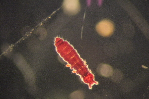  ( - ANTSP405)  @13 [ ] Copyright (2014) Unspecified University of Waikato