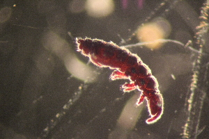  ( - ANTSP406)  @13 [ ] Copyright (2014) Unspecified University of Waikato