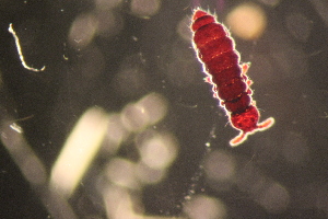  ( - ANTSP408)  @13 [ ] Copyright (2014) Unspecified University of Waikato