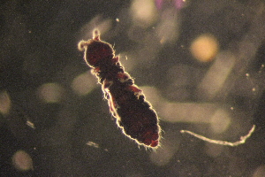  ( - ANTSP417)  @13 [ ] Copyright (2014) Unspecified University of Waikato