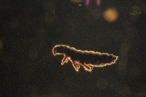  ( - ANTSP427)  @13 [ ] Copyright (2014) Unspecified University of Waikato