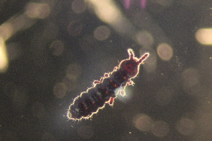  ( - ANTSP443)  @13 [ ] Copyright (2014) Unspecified University of Waikato